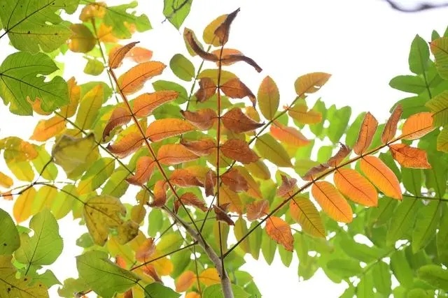 五倍子,是盐肤木的果实吗