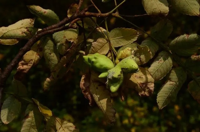 五倍子,是盐肤木的果实吗
